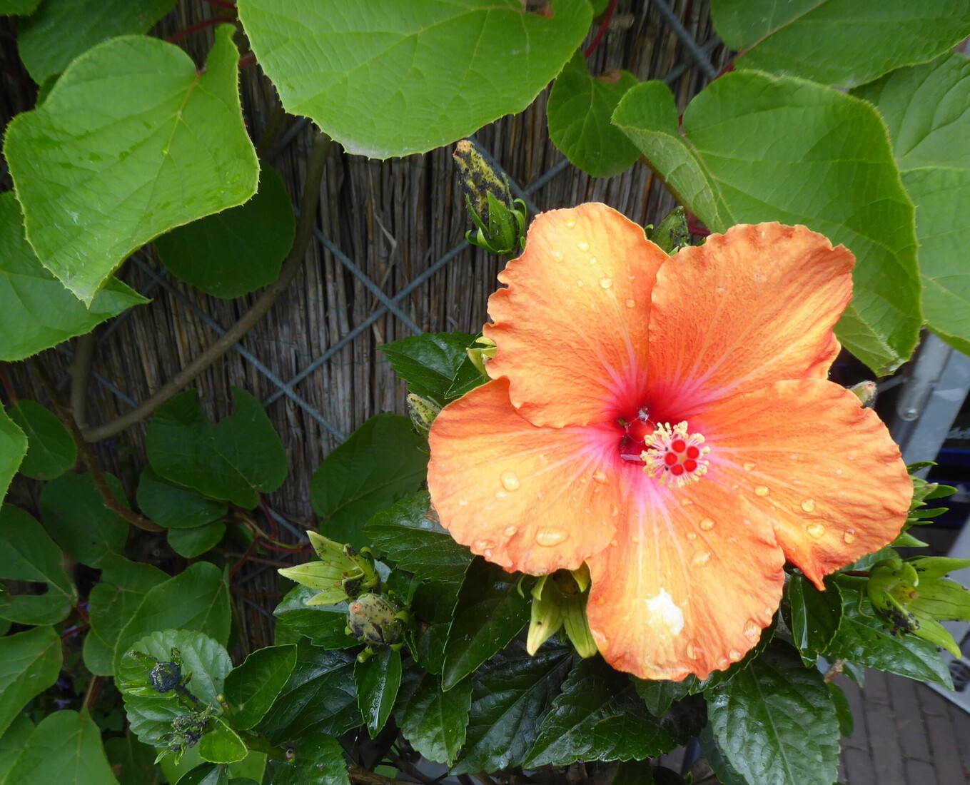 Hibiscus