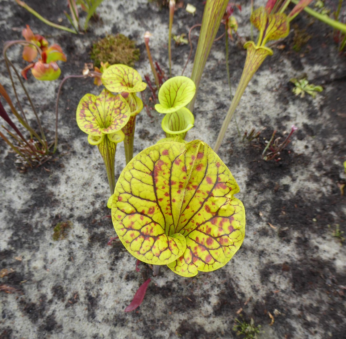 Sarracenia Flava 