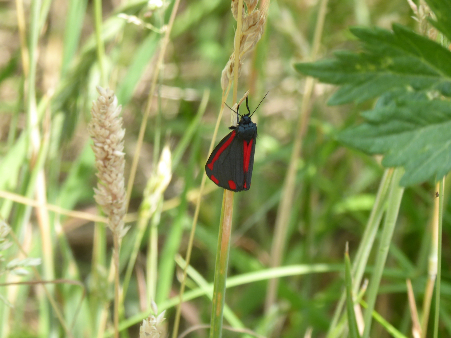 Sint Jacobsvlinder 1