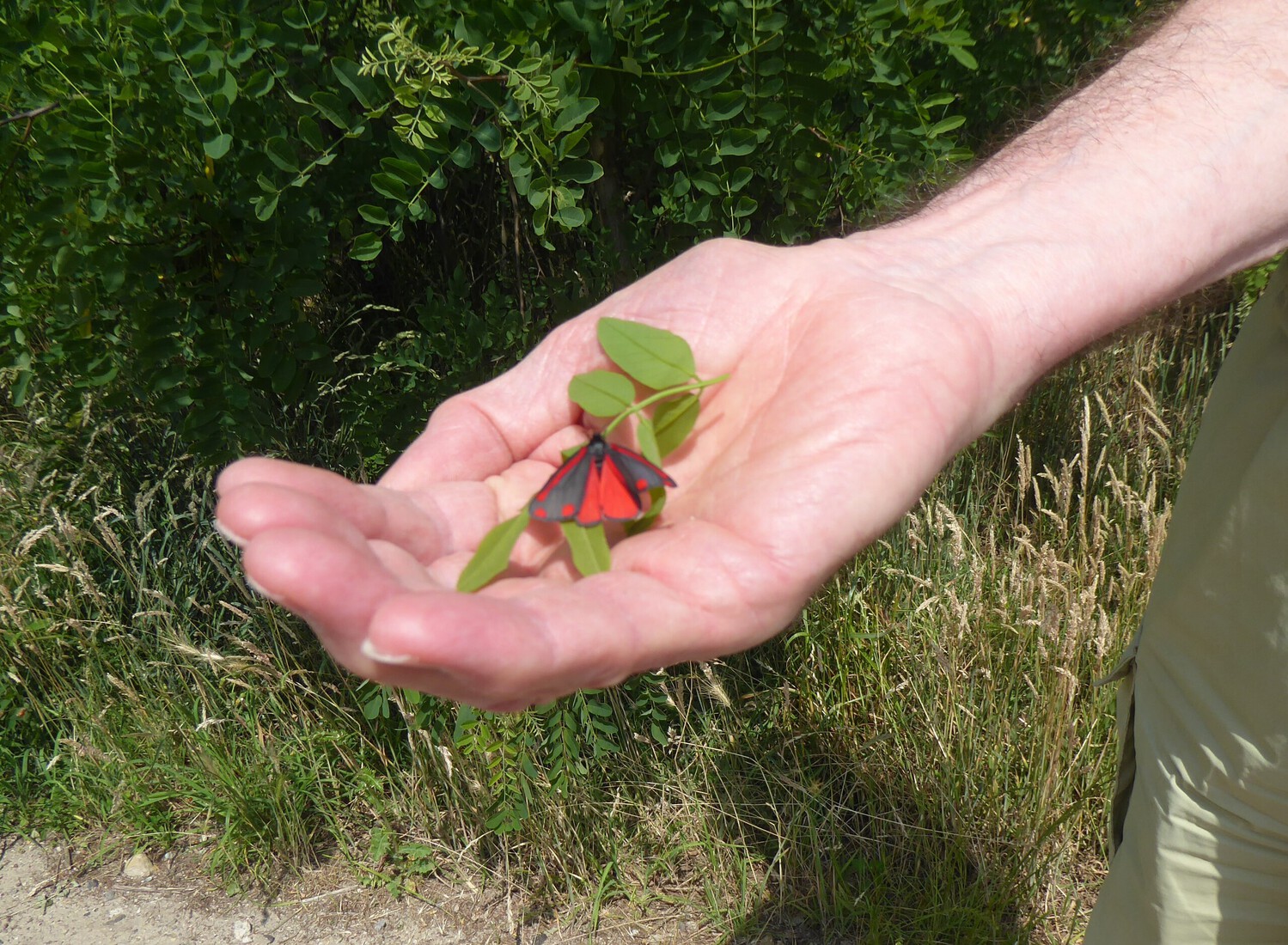 Sint Jacobsvlinder 2