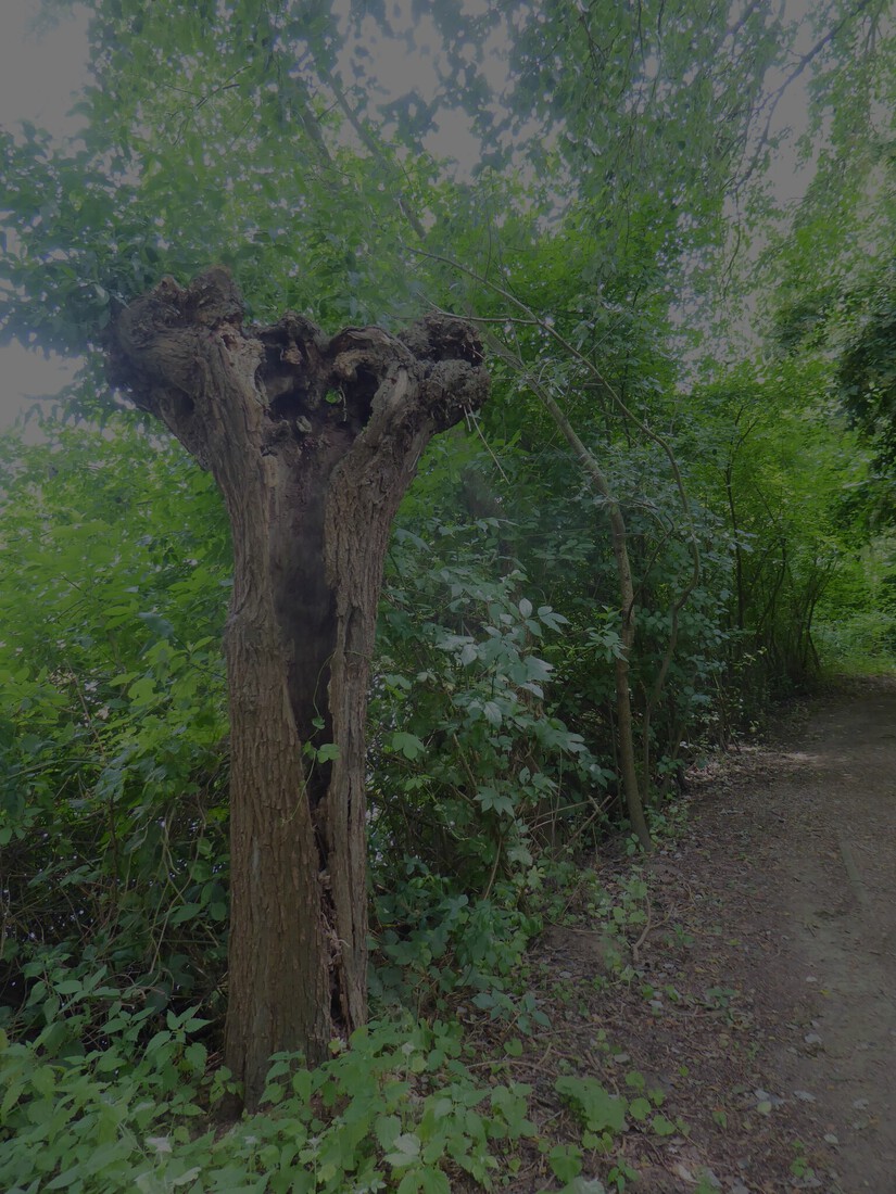 Een holle boom 1