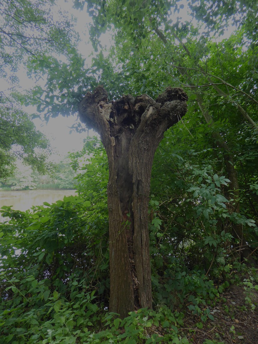 Een holle boom 2