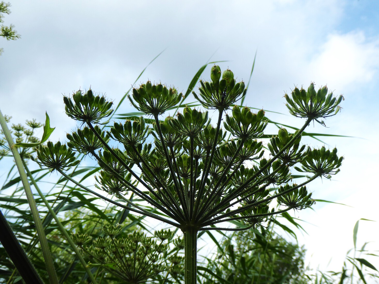 De kleine Berenklauw 1