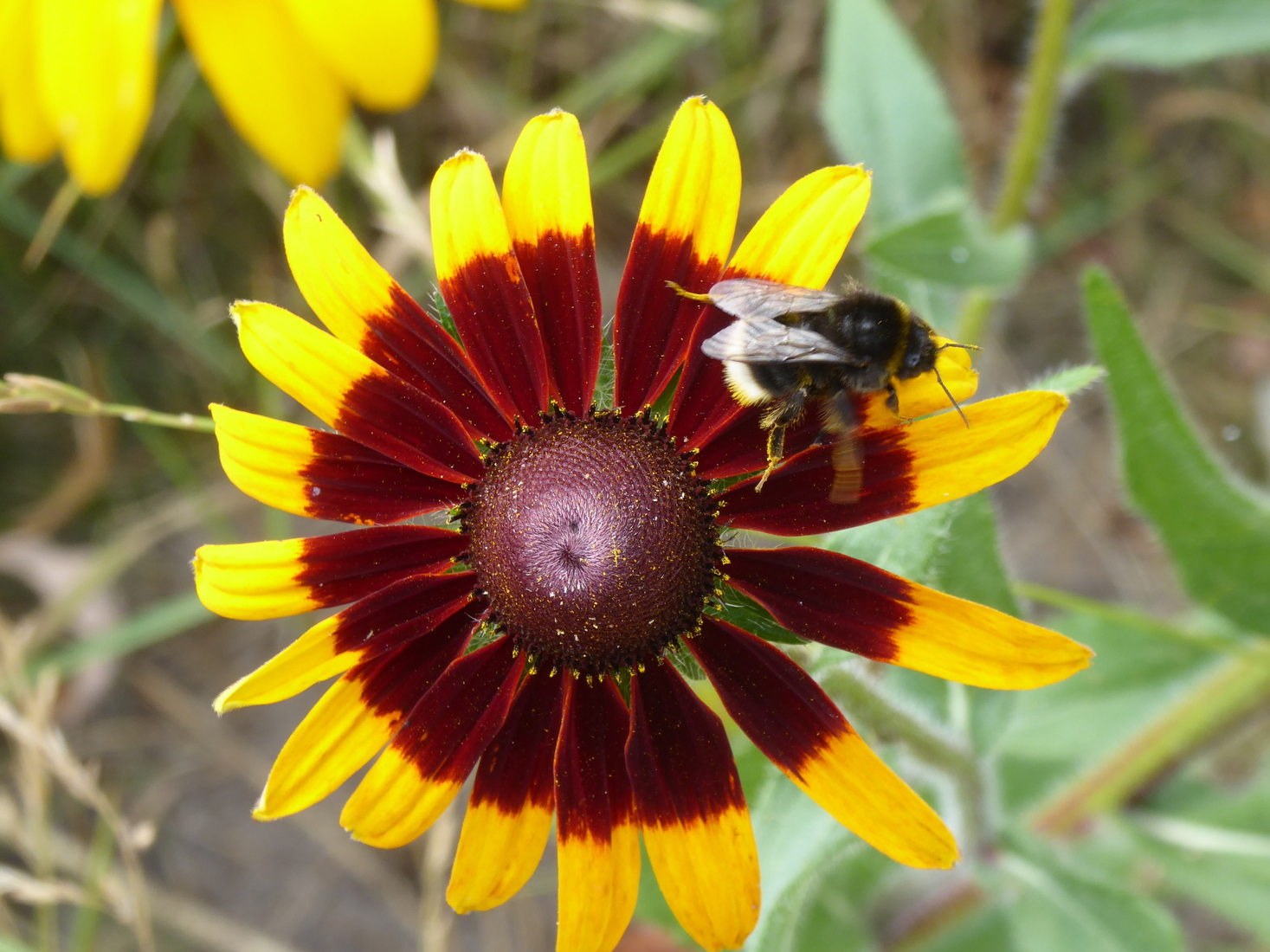 Een Hommel 3 
