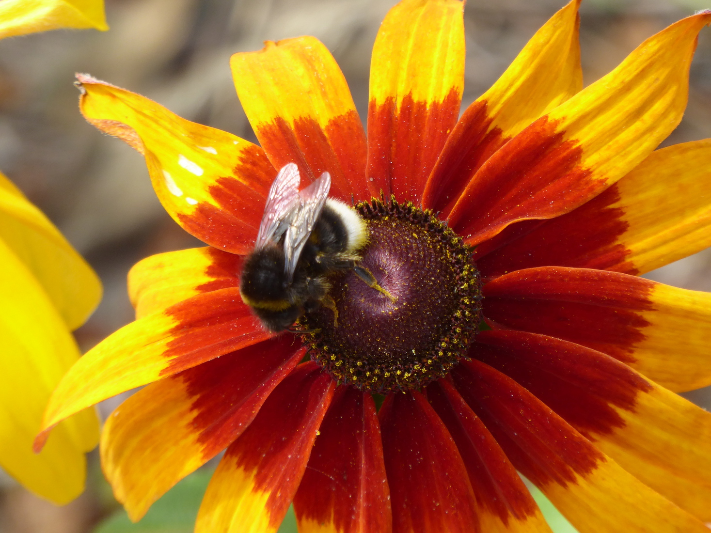 Een Hommel 4
