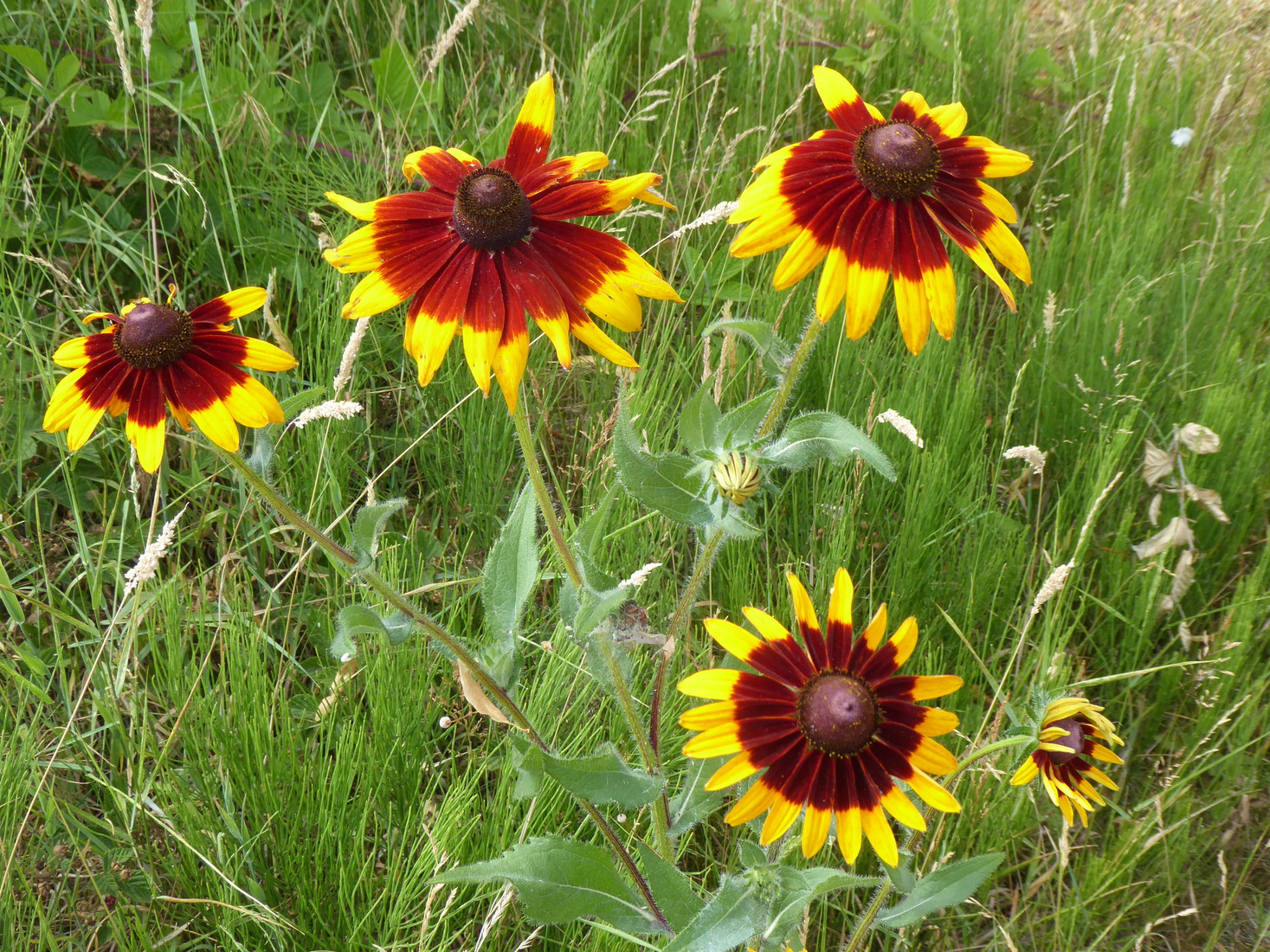 Rudbeckia's 
