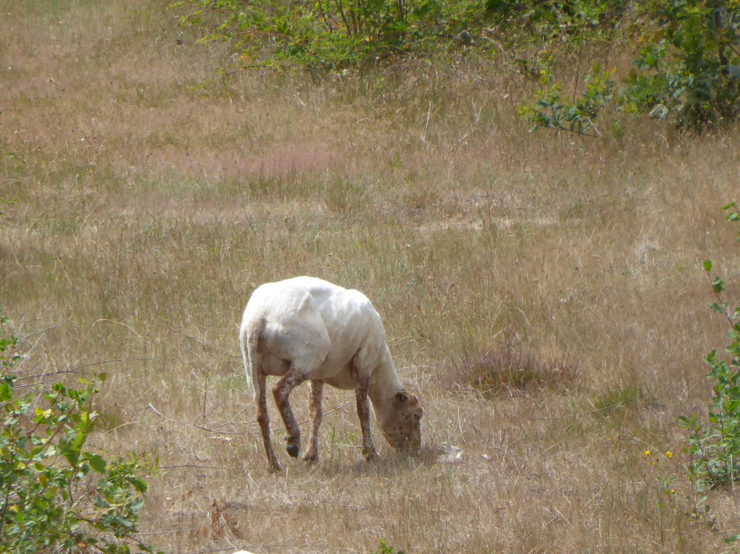 Een geschoren schaap 