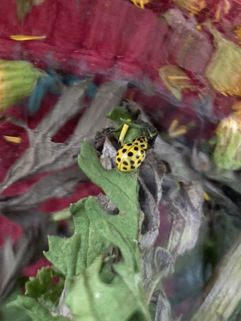 Aziatisch lieveheersbeestje