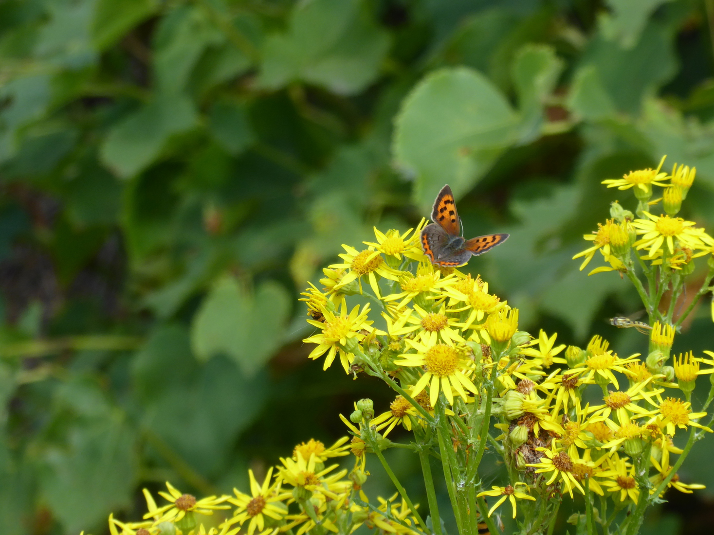 Klein Vuurvlindertje 1