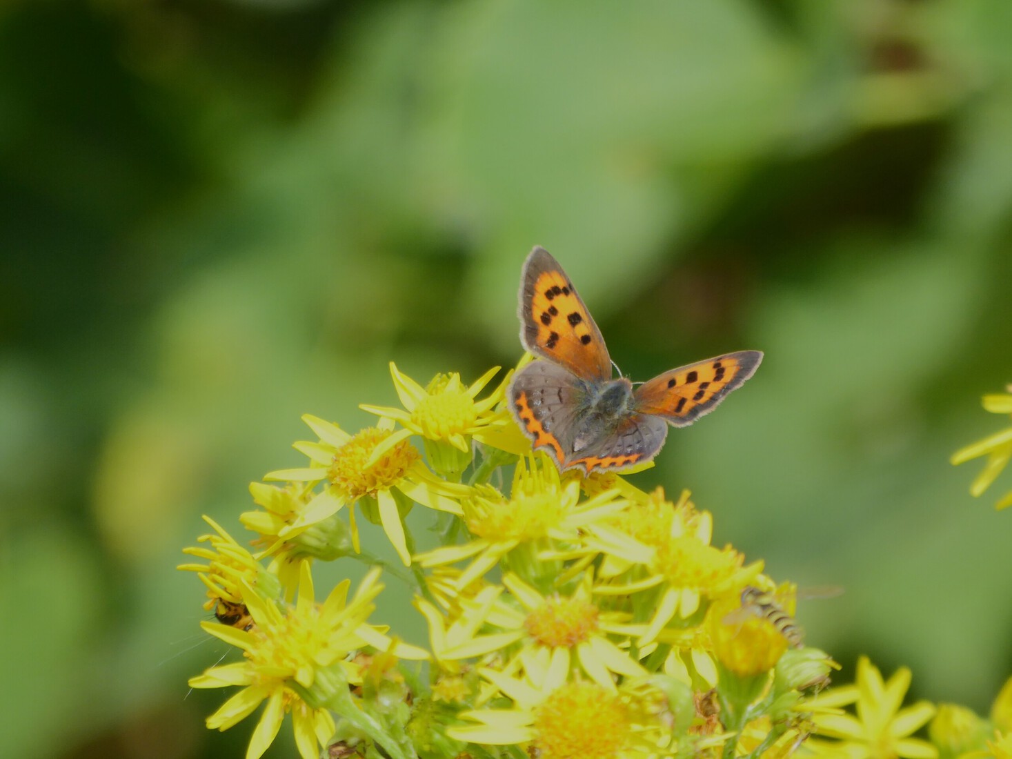 Klein Vuurvlindertje 2
