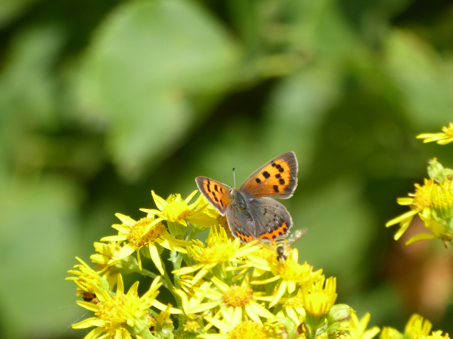 Klein Vuurvlindertje 4