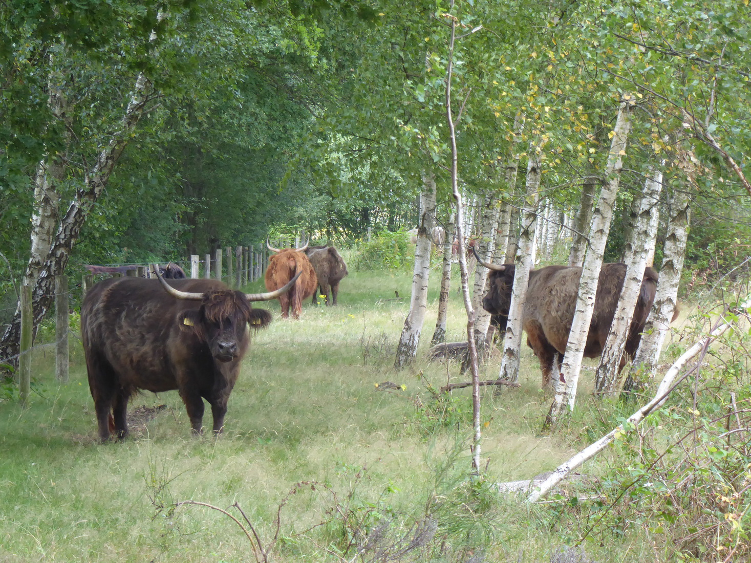 Schotse Hooglanders 1