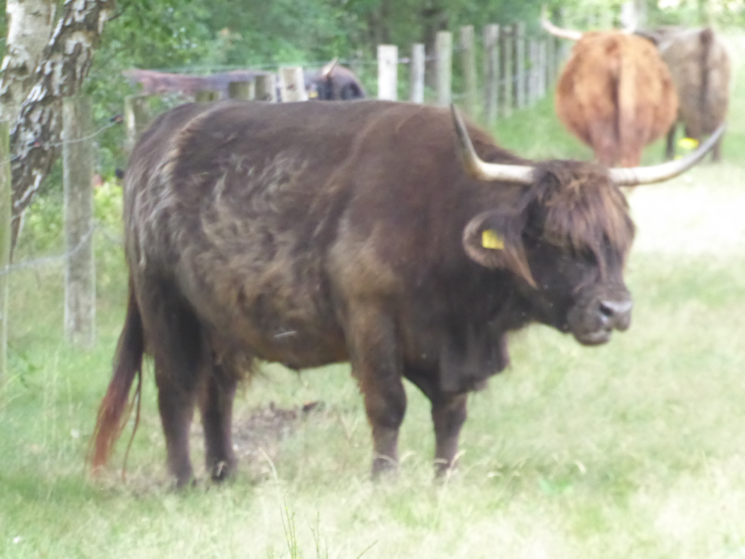 Schotse Hooglanders 2