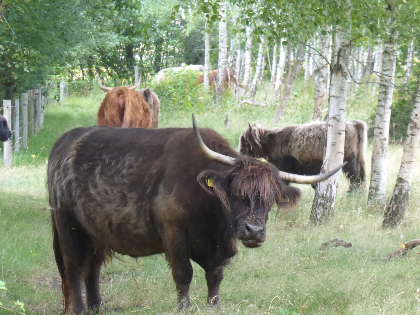 Schotse Hooglanders 4