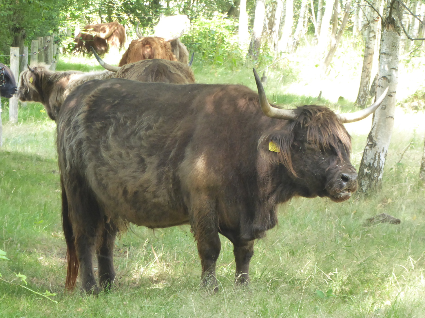 Schotse Hooglanders 6