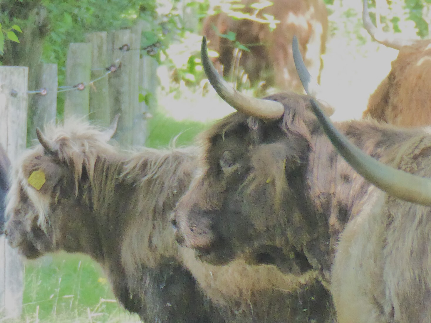 Schotse Hooglanders 7