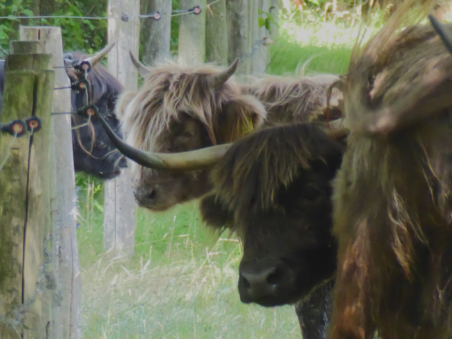 Schotse Hooglanders 8