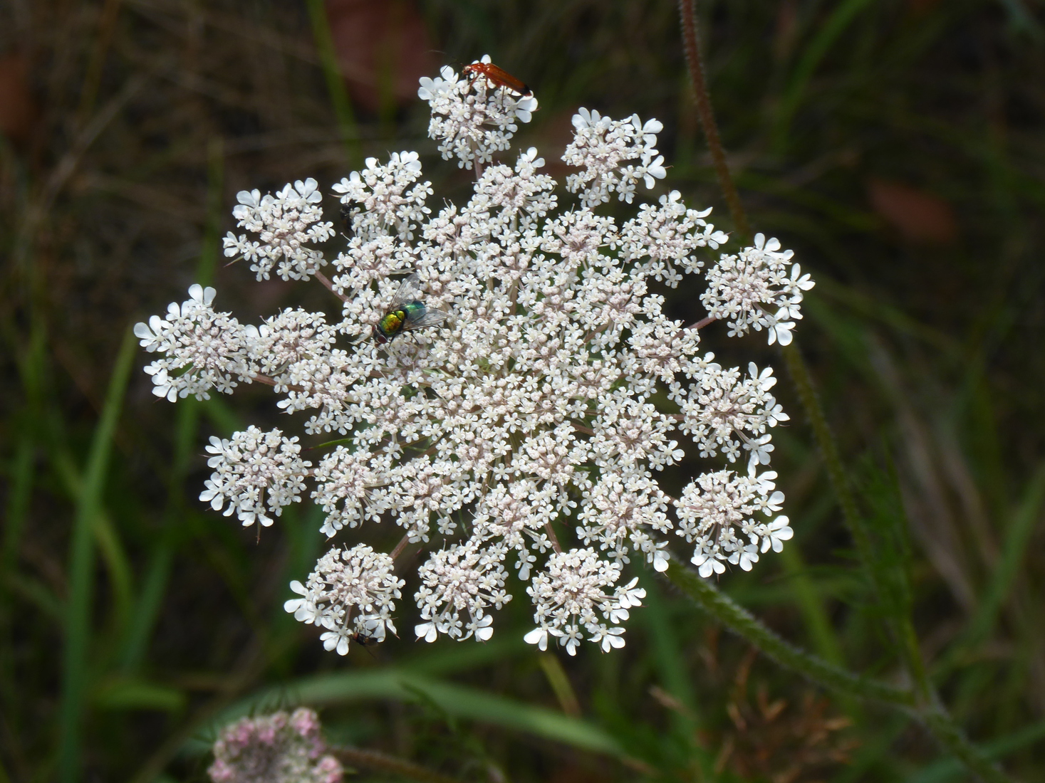 Daucus carota 2