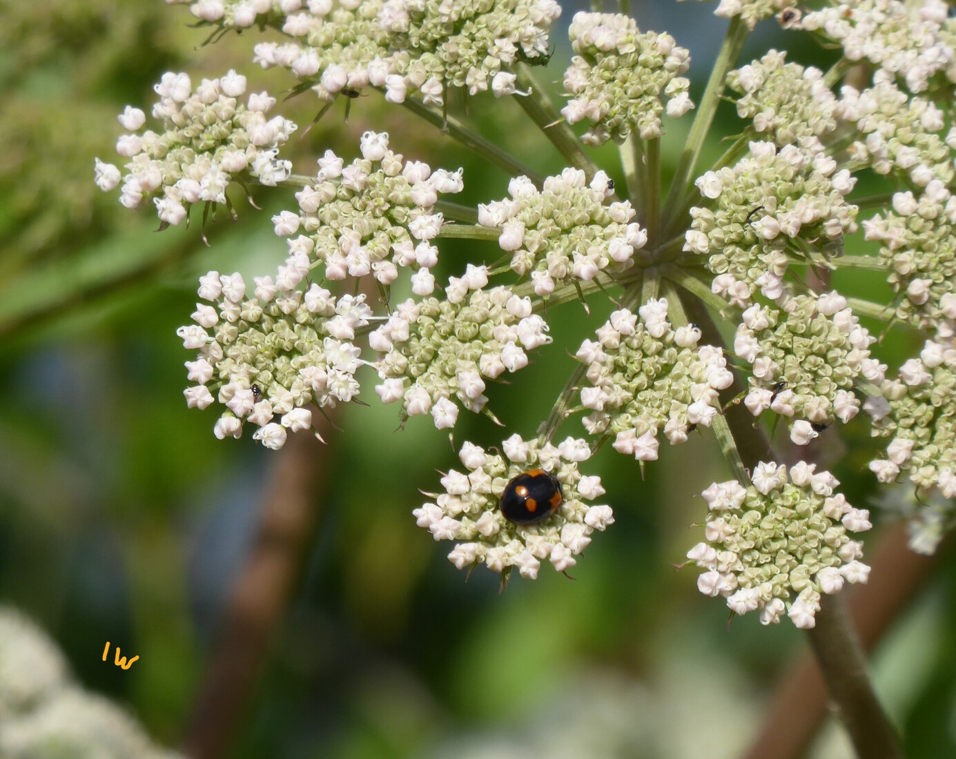 Een lieveheersbeestje