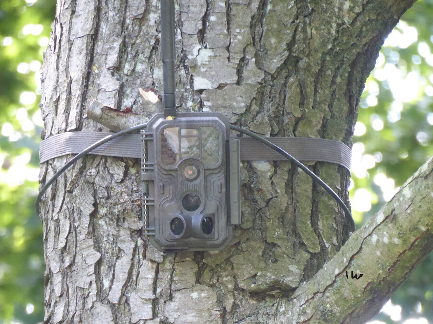 Wildcamera