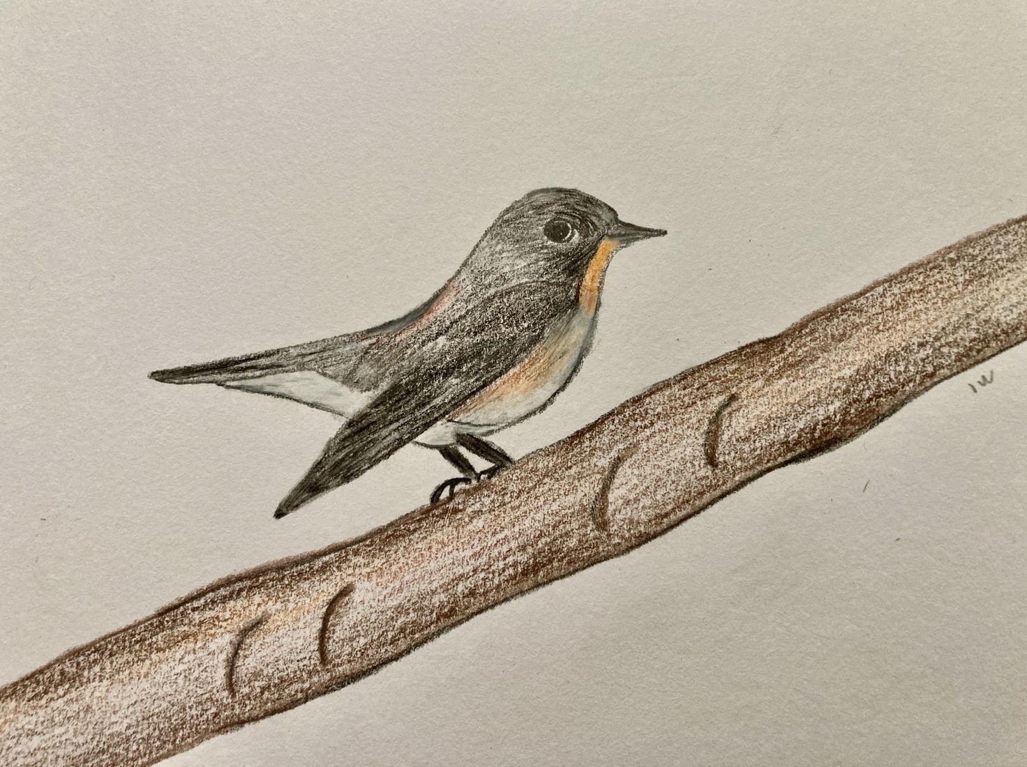 Een Kleine Vliegenvanger 