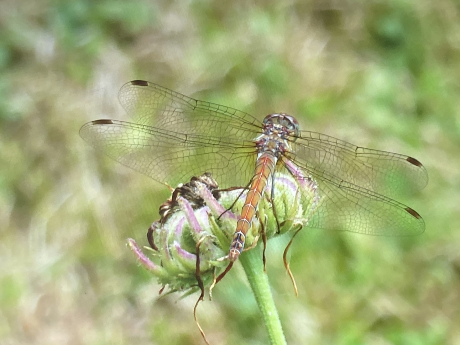Roodbruine heidelibel 1