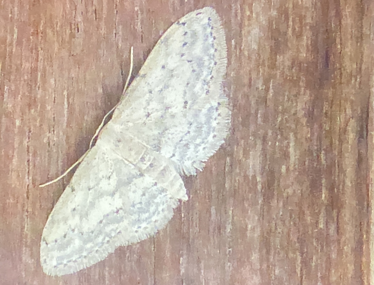 Een Paardenbloem Spanner