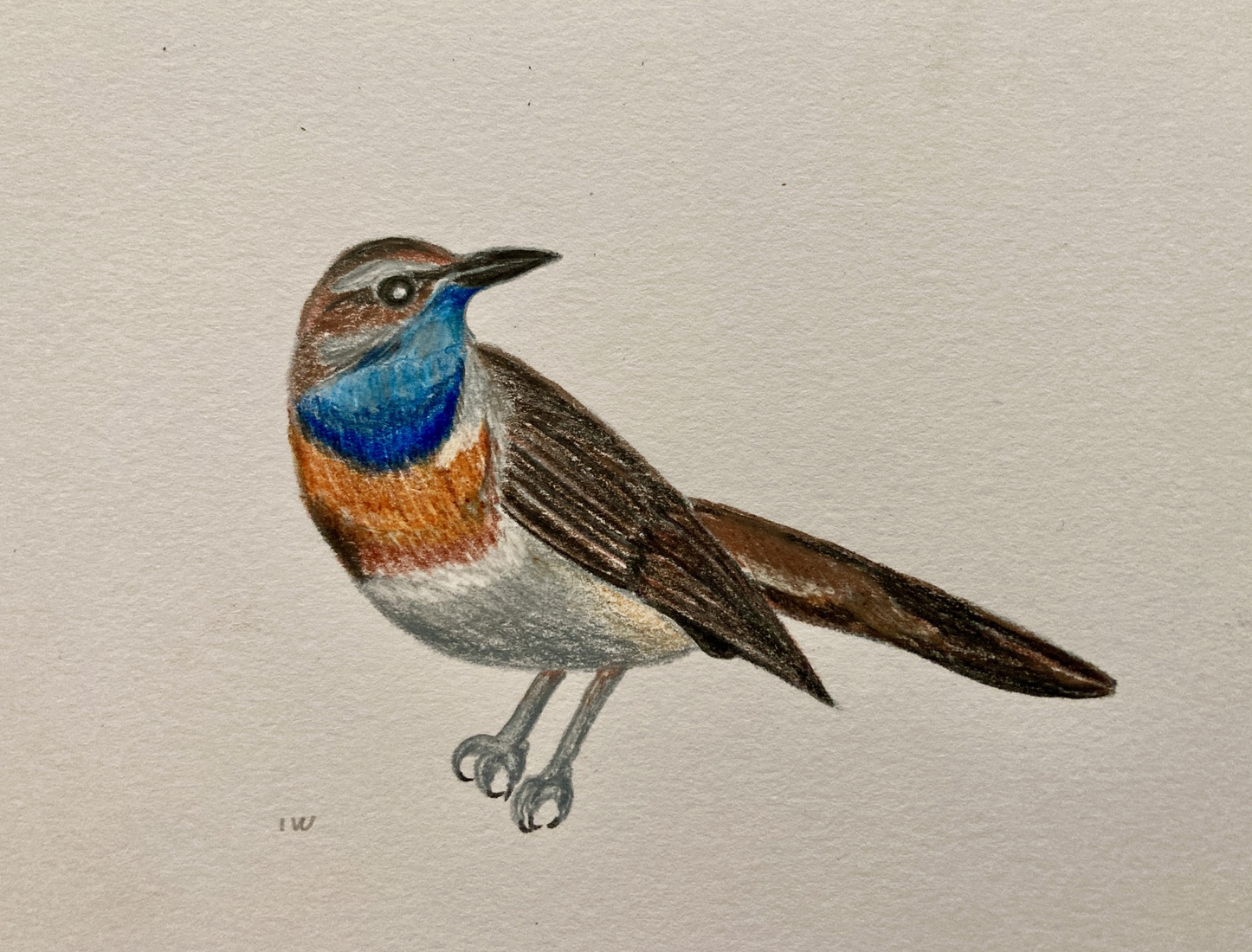 Een Witsterblauwborst