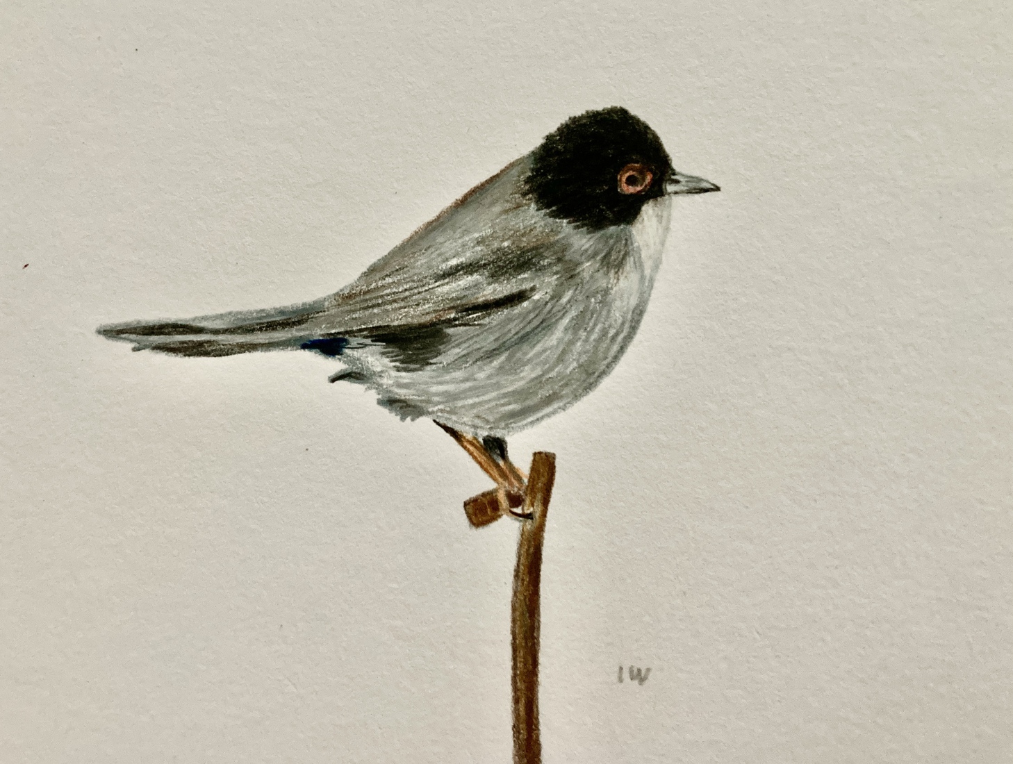 Het kleine Zwartkopje