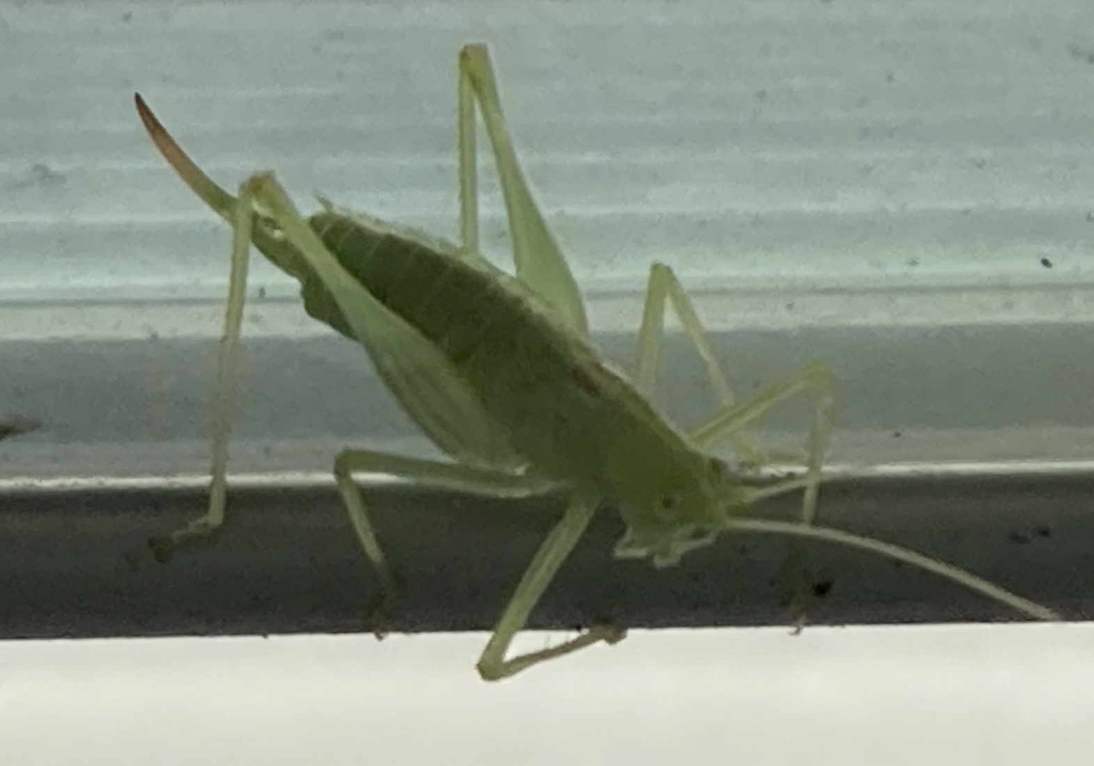 Een piep klein Sprinkhaantje 