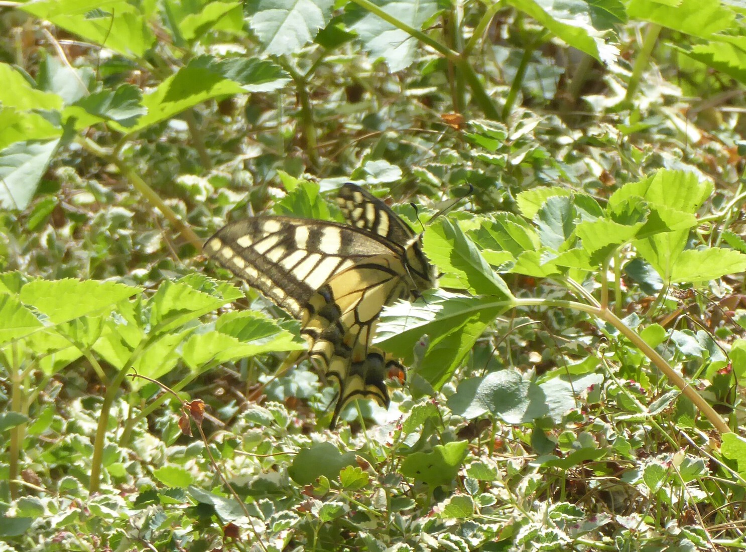 Een koninginnenpage 1