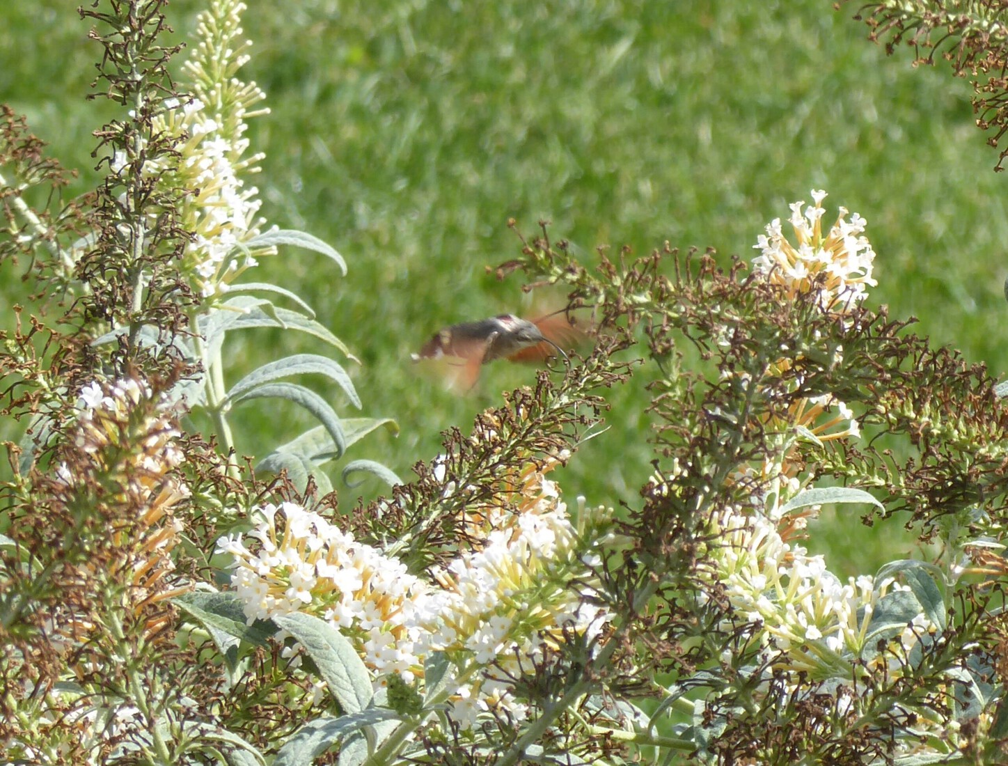 Een kolibrievlinder 1