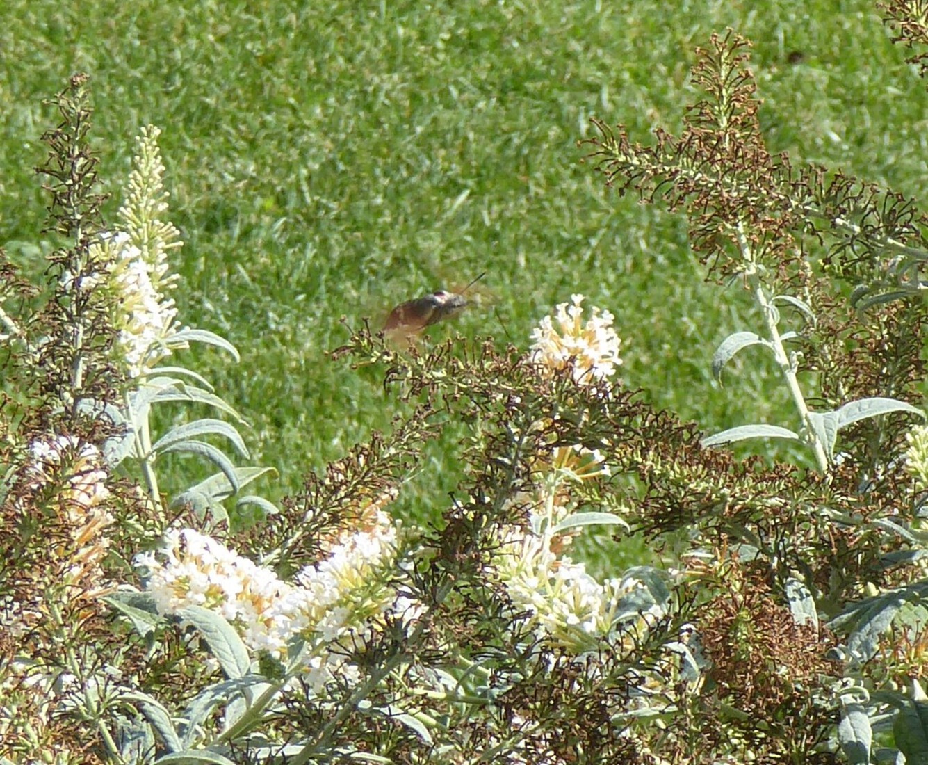 Een kolibrievlinder 2