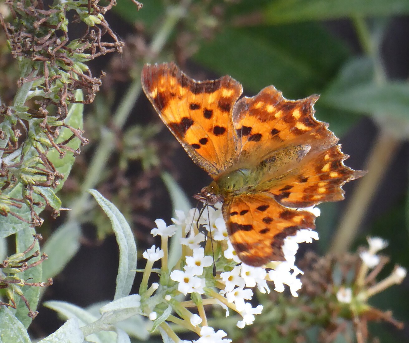 Een gehakkelde aurelia 2