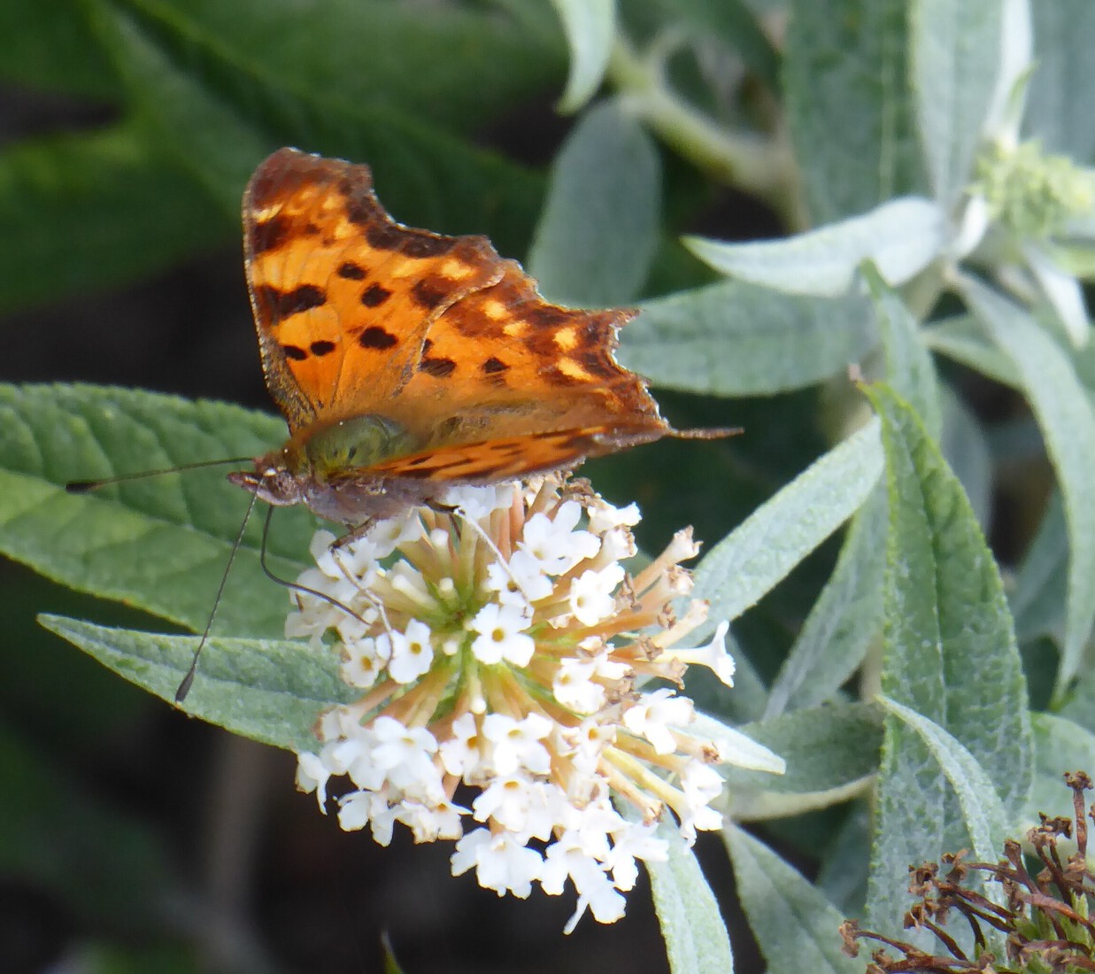 Een gehakkelde aurelia 3