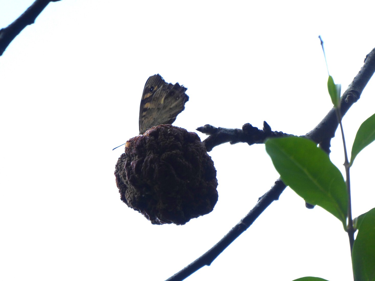 Een Parelmoervlinder 