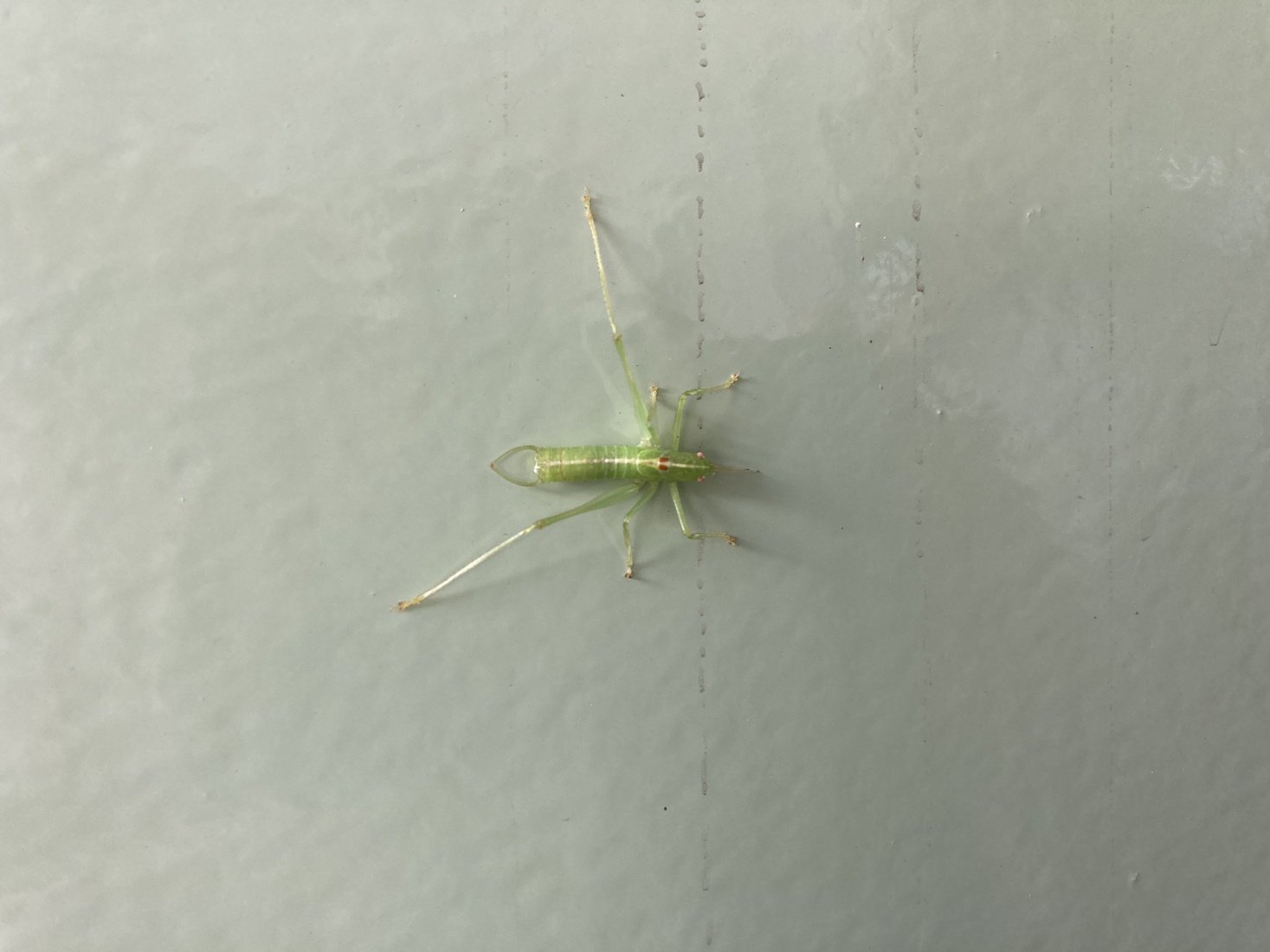 Een zuidelijke boomsprinkhaan