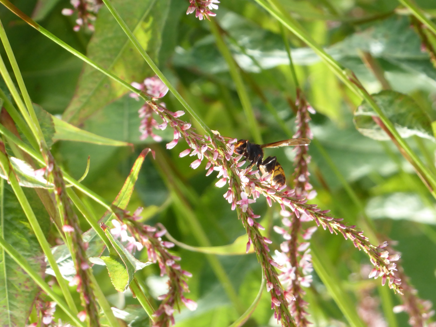 Een Aziatische Hoornaar 1