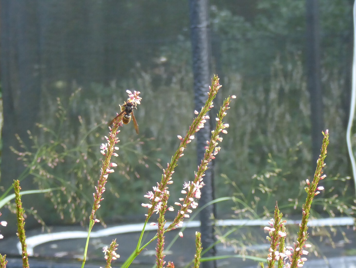 Een Aziatische Hoornaar 2