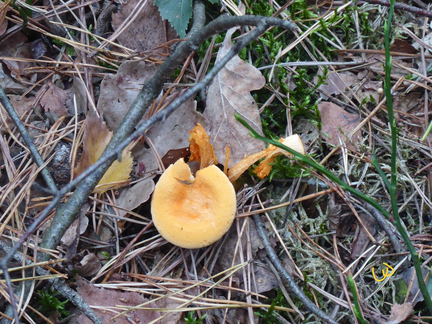 Klein Paddenstoeltje