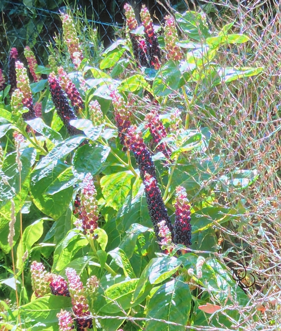 Karmozijnbessen struik