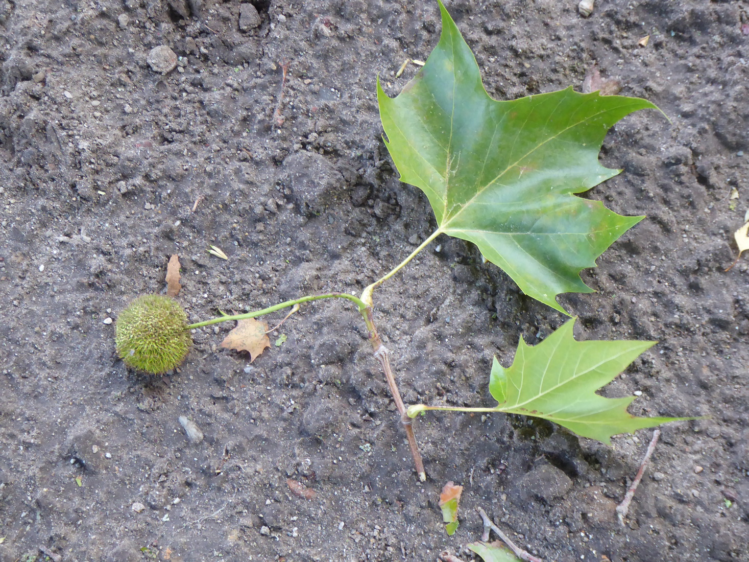 Blad en vrucht van de Plataan