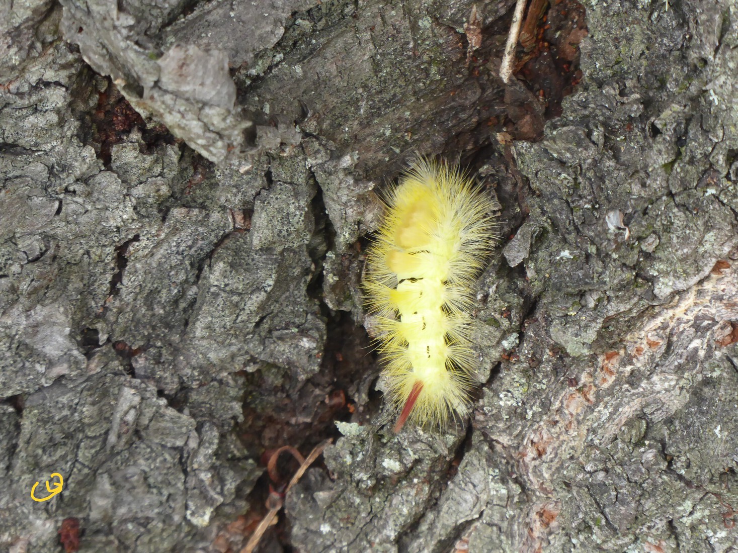 De Merianborstel rups 1