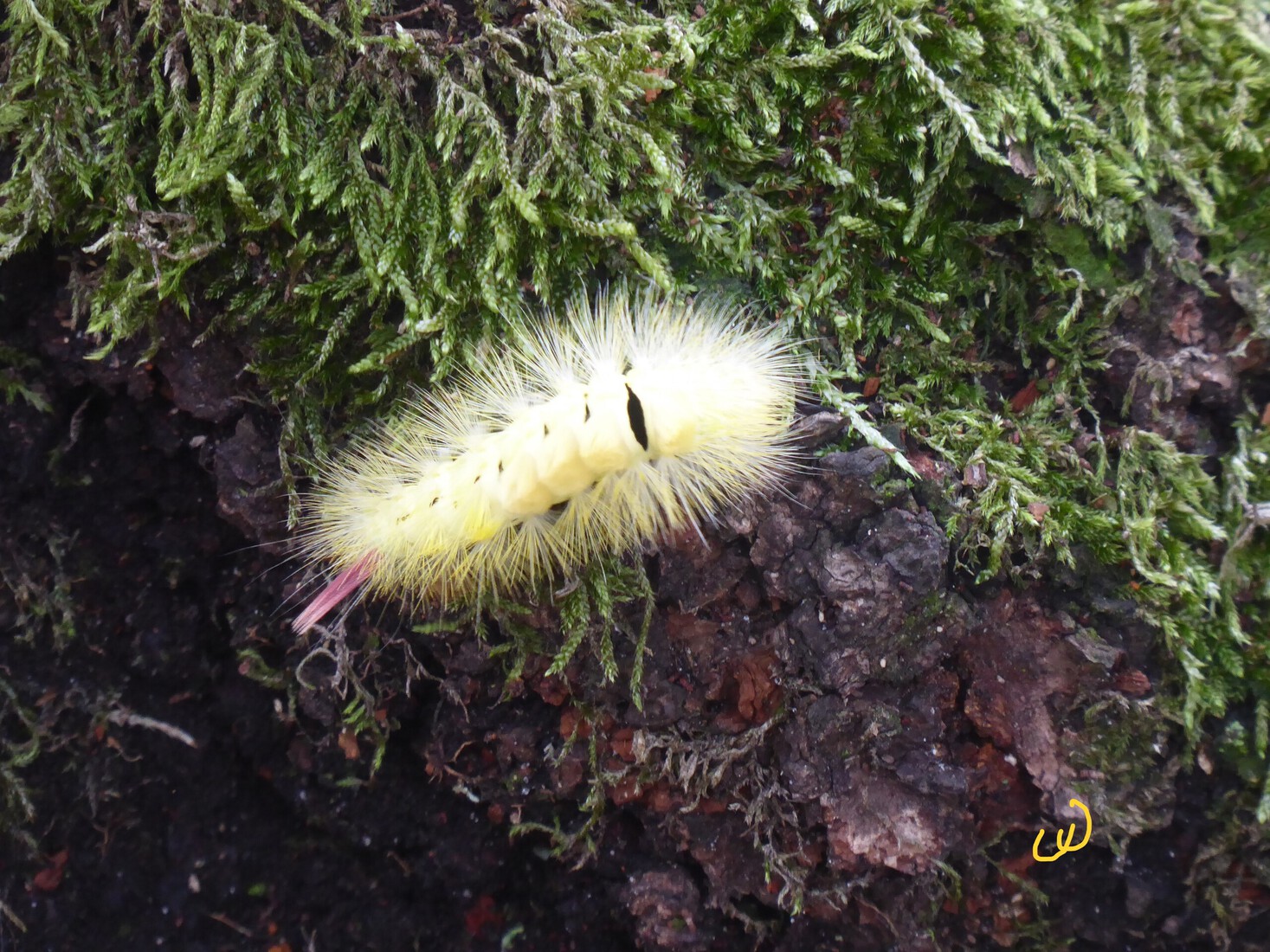 De Merianborstel rups 2