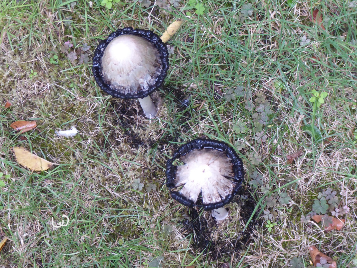 Geschubde inktzwammen