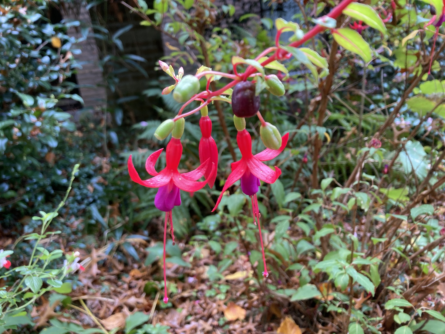 Fuchsia 