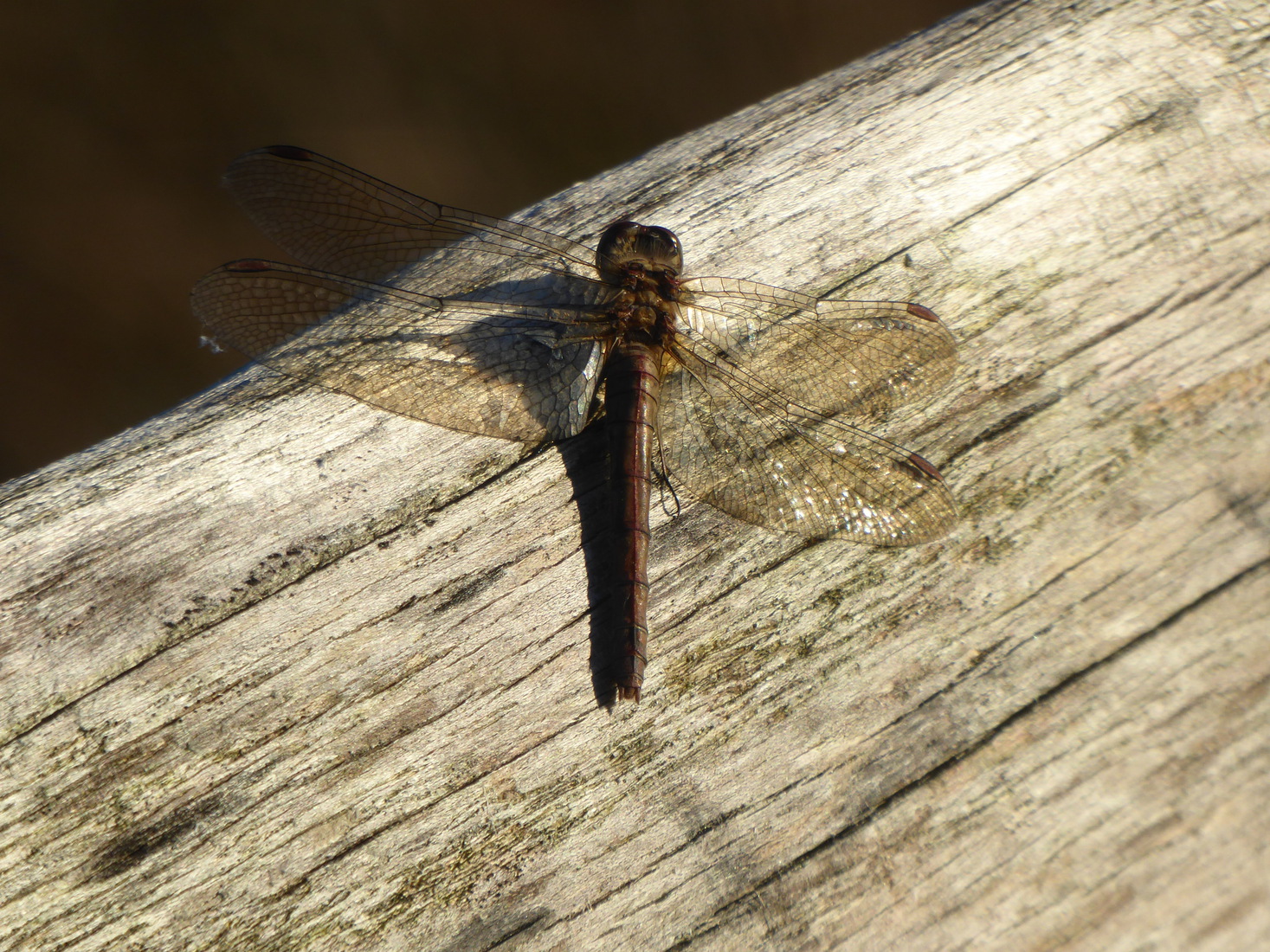 Roodbruine heidelibel 2