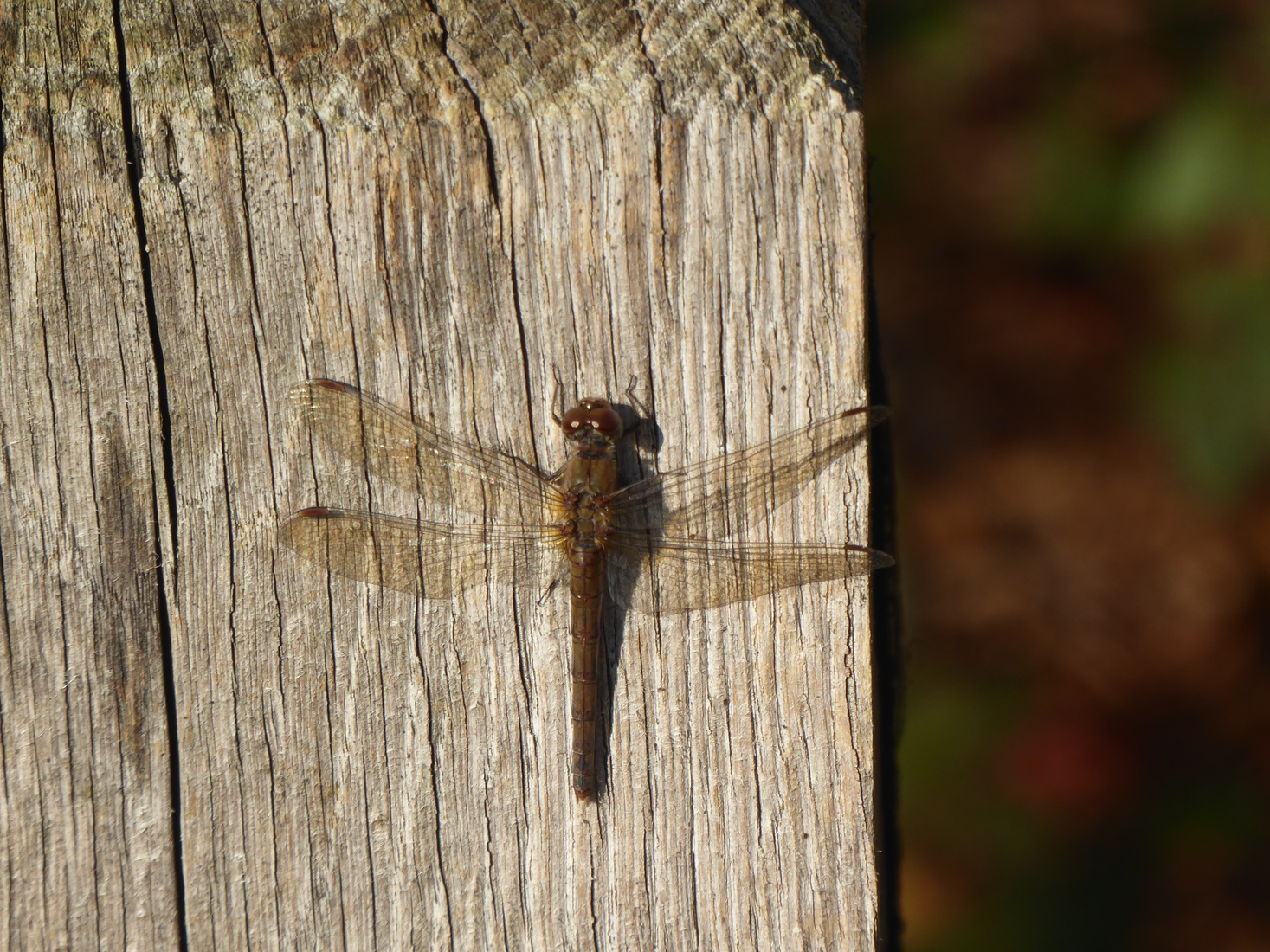 De rood bruine heide libel 