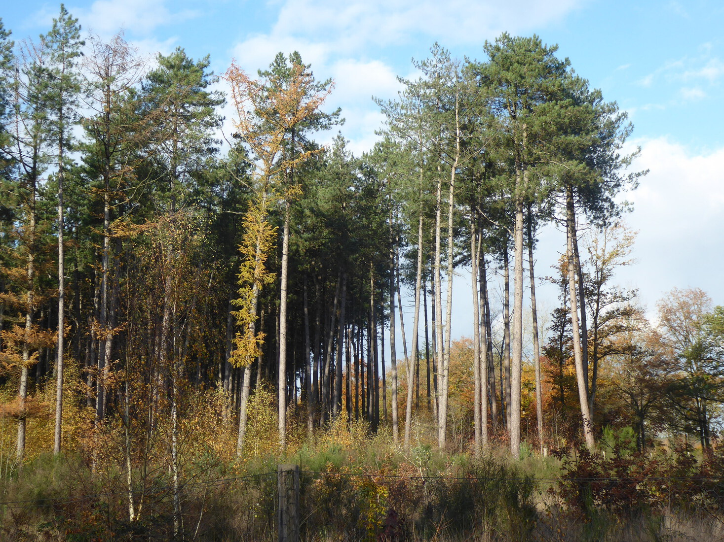 Landschap in Postel 2