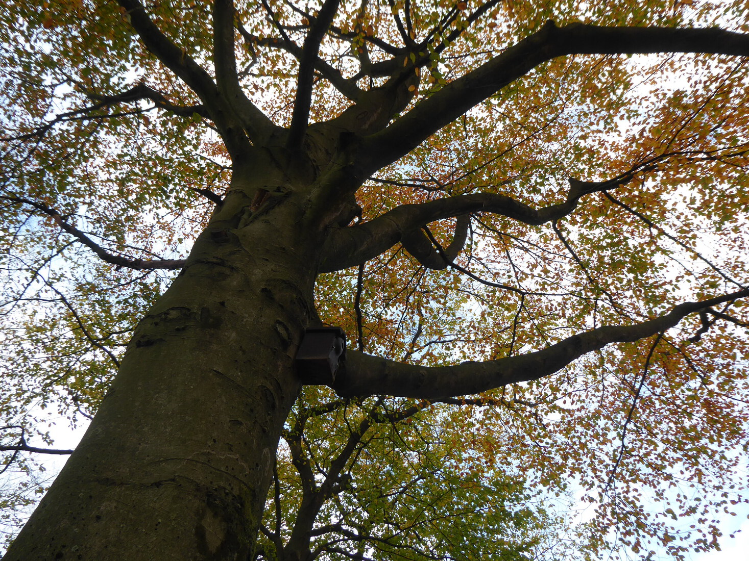 Een mooie grote boom